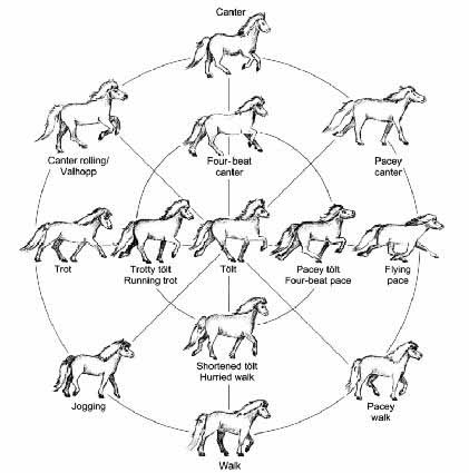 Horse Traits