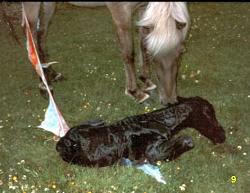 horses foaling