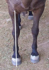 Front Leg Conformation Icelandic Horse