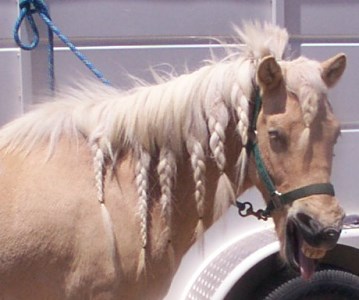 Icelandic Horse with Braids in the Mane