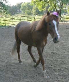 Mercedes,
Icelandic / Tennessee Walker cross