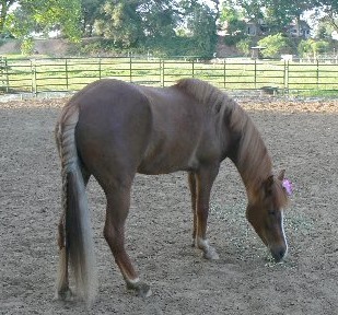 Mercedes,
Icelandic / Tennessee Walker cross