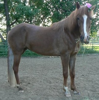 Mercedes,
Icelandic / Tennessee Walker cross