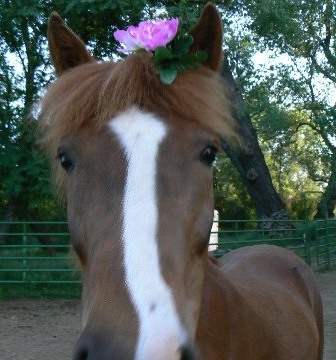 Mercedes,
Icelandic / Tennessee Walker cross