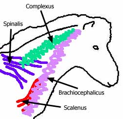 Brachiocephalicus Muscle