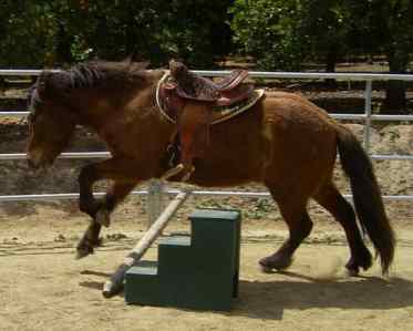 horses jumping pictures