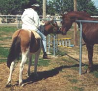 Vinur and Otis