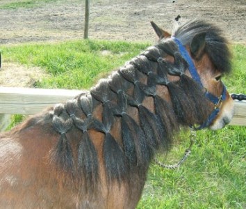 Icelandic Horse with Braids in the Mane